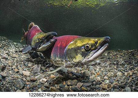 Stock Photograph - A Sockeye Salmon (Oncorhynchus nerka) jack courts a female in the absence of the alpha male, Southcentral Alaska. Fotosearch