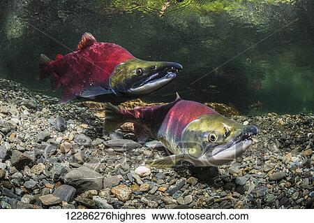A Sockeye Salmon (Oncorhynchus nerka) female uses her anal to probe her redd while her alpha male guards from just downstream, Southcentral Alaska View Large Photo Image Stock Photograph - A Sockeye Salmon (Oncorhynchus nerka) female uses her anal to probe her redd while her alpha male guards from just downstream, Southcentral Alaska. Fotosearch