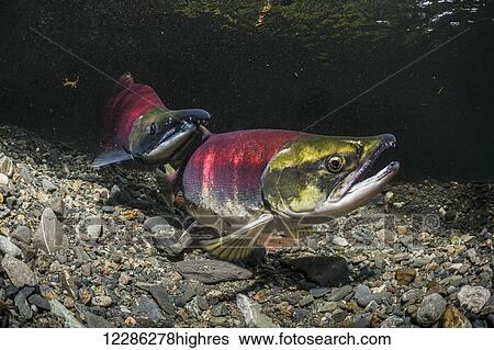 Stock Photograph - A Sockeye Salmon (Oncorhynchus nerka) female uses her anal to probe her redd while her alpha male guards from just downstream, Southcentral Alaska. Fotosearch