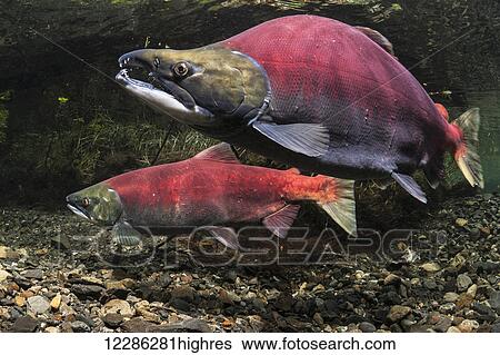 A Sockeye Salmon (Oncorhynchus nerka) spawning pair Underwater view in an Alaskan stream during the summer. View Large Photo Image Stock Photograph - A Sockeye Salmon (Oncorhynchus nerka) spawning pair Underwater view in an Alaskan stream during the summer.. Fotosearch