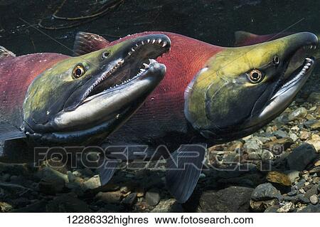A Sockeye Salmon (Oncorhynchus nerka) male challenges another by gaping in an Alaskan stream during early summer. View Large Photo Image Stock Photograph - A Sockeye Salmon (Oncorhynchus nerka) male challenges another by gaping in an Alaskan stream during early summer.. Fotosearch