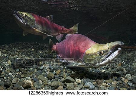 Stock Photograph - A Sockeye Salmon (Oncorhynchus nerka) spawning pair in an underwater view in an Alaskan stream during the summer.. Fotosearch
