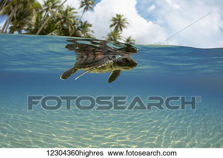 A split view of a newly hatched baby green sea turtle (Chelonia mydas), an endangered species, just entering the ocean off the island of Yap; Yap, Micronesia View Large Photo Image Stock Photograph - A split view of a newly hatched baby green sea turtle (Chelonia mydas), an endangered species, just entering the ocean off the island of Yap; Yap, Micronesia. Fotosearch
