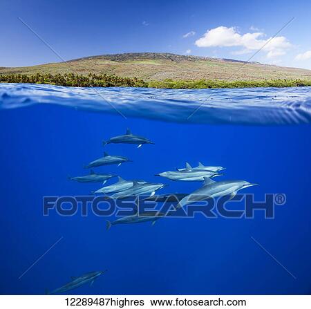 Stock Photograph - A split view of spinner dolphin (Stenella longirostris) below water and the island of Lanai above; Hawaii, United States of America. Fotosearch