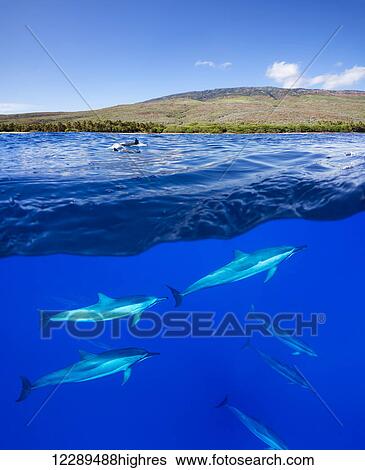 A split view of spinner dolphin (Stenella longirostris) below water and the island of Lanai above; Hawaii, United States of America View Large Photo Image Stock Photograph - A split view of spinner dolphin (Stenella longirostris) below water and the island of Lanai above; Hawaii, United States of America. Fotosearch