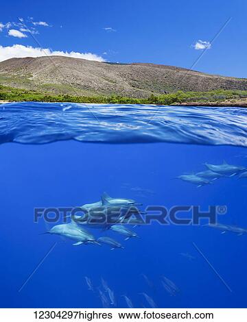 A split view of spinner dolphin (Stenella longirostris) below and Hulapoe Beach on the Island of Lanai above; Hawaii, United States of America View Large Photo Image Stock Photograph - A split view of spinner dolphin (Stenella longirostris) below and Hulapoe Beach on the Island of Lanai above; Hawaii, United States of America. Fotosearch