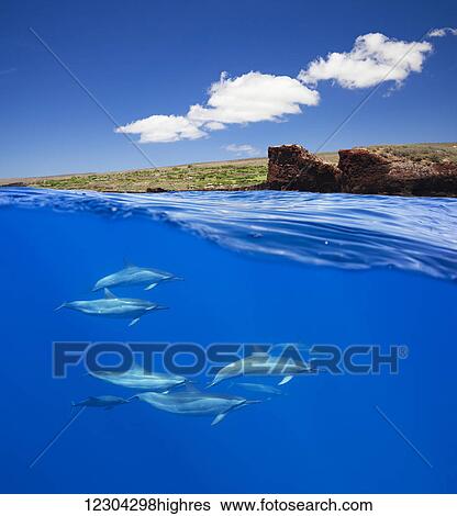 A split view of spinner dolphin (Stenella longirostris) below and Puu Pehe or Sweetheart Rock off the island of Lanai above; Lanai, Hawaii, United States of America View Large Photo Image Stock Photograph - A split view of spinner dolphin (Stenella longirostris) below and Puu Pehe or Sweetheart Rock off the island of Lanai above; Lanai, Hawaii, United States of America. Fotosearch