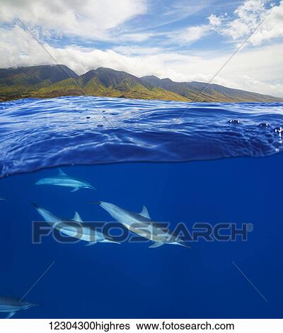 Stock Photograph - A split view of spinner dolphin (Stenella longirostris) below and the island of Maui above; Maui, Hawaii, United States of America. Fotosearch