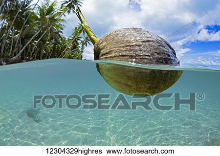 A sprouting coconut floats in the ocean off the island of Yap; Yap, Micronesia View Large Photo Image Stock Photograph - A sprouting coconut floats in the ocean off the island of Yap; Yap, Micronesia. Fotosearch