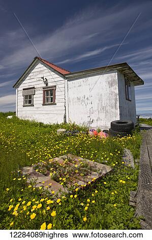 Stock Photograph - A weathered house with a red metal roof and yellow flowers growing in the yard, Sand Point, Southwestern Alaska, USA, Summer. Fotosearch