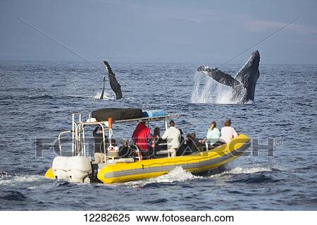 A whale watching boat off the island of Maui gets a close looks at a breaching humpback whale (Megaptera novaeangliae); Hawaii, United States of America View Large Photo Image Stock Photography - A whale watching boat off the island of Maui gets a close looks at a breaching humpback whale (Megaptera novaeangliae); Hawaii, United States of America. Fotosearch