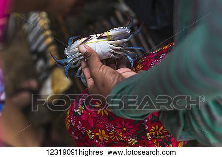Stock Photograph - A woman holding a fresh crab, local life at the famous crab market; Kep, Cambodia. Fotosearch