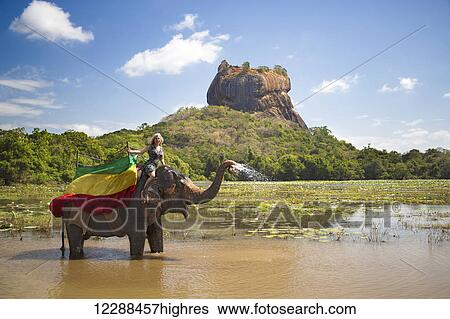 A woman on a Sri Lankan elephant (Elephas maximus), Sigiriya, an ancient palace located in the central Matale District near the town of Dambulla in the background; Central Province, Sri Lanka View Large Photo Image Stock Photograph - A woman on a Sri Lankan elephant (Elephas maximus), Sigiriya, an ancient palace located in the central Matale District near the town of Dambulla in the background; Central Province, Sri Lanka. Fotosearch