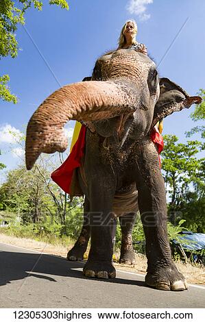 Stock Photograph - A woman riding a Sri Lankan elephant (Elephas maximus maximus) on a road near Sigiriya, an ancient palace located in the central Matale District near the town of Dambulla; Central Province, Sri Lanka. Fotosearch