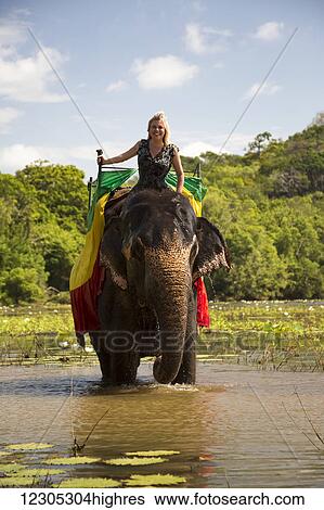 A woman riding a Sri Lankan elephant (Elephas maximus maximus) in a pond near Sigiriya, an ancient palace located in the central Matale District near the town of Dambulla; Central Province, Sri Lanka View Large Photo Image Stock Photograph - A woman riding a Sri Lankan elephant (Elephas maximus maximus) in a pond near Sigiriya, an ancient palace located in the central Matale District near the town of Dambulla; Central Province, Sri Lanka. Fotosearch