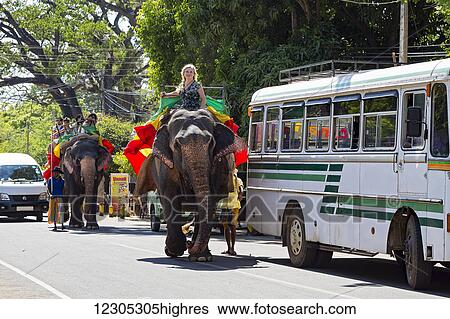 A woman riding a Sri Lankan elephant (Elephas maximus maximus) on a road below Sigiriya, an ancient palace located in the central Matale District near the town of Dambulla; Central Province, Sri Lanka View Large Photo Image Stock Photograph - A woman riding a Sri Lankan elephant (Elephas maximus maximus) on a road below Sigiriya, an ancient palace located in the central Matale District near the town of Dambulla; Central Province, Sri Lanka. Fotosearch
