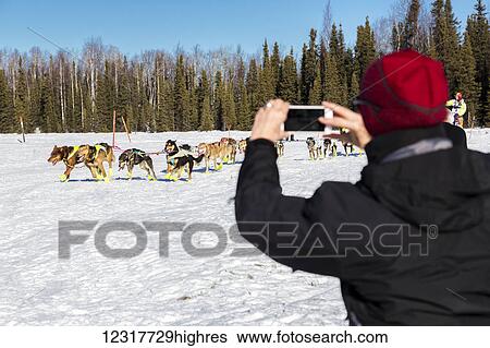 A woman tourist takes an smart phone photo of a musher in the start of the Iditarod Race on Willow Lake, Alaska, USA, Winter. View Large Photo Image Stock Photograph - A woman tourist takes an smart phone photo of a musher in the start of the Iditarod Race on Willow Lake, Alaska, USA, Winter.. Fotosearch