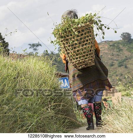 Stock Photograph - A woman walking with a woven basket on her back full of foliage; Punakha, Bhutan. Fotosearch