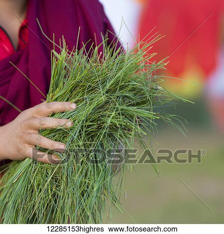 A woman's hands holding cut grass; Paro, Bhutan View Large Photo Image Stock Photograph - A woman's hands holding cut grass; Paro, Bhutan. Fotosearch