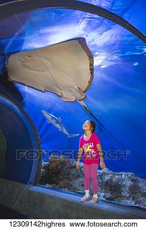 Stock Photograph - A young asian girl gets a close look at a Hawaiian Stingray (Dasyatis brevis) and blacktip reef shark (Carcharhinus melanopterus) at the Maui Ocean Center; Maalaea, Maui, Hawaii, United States of America. Fotosearch