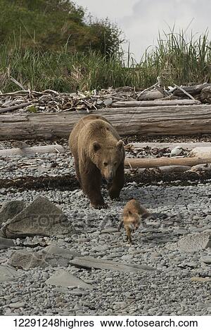 Stock Photograph - A young brown bear boar chases a young red fox on a beach in Kukak Bay, Katmai National Park & Preserve, Alaska.. Fotosearch