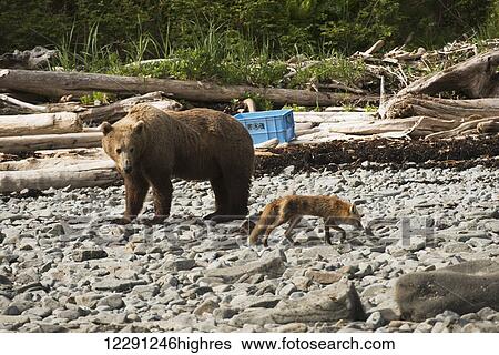 Stock Photograph - A young brown bear boar observes a red fox passing by on a beach, Kukak Bay, Katmai National Park & Preserve, Alaska.. Fotosearch