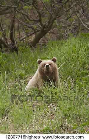 Stock Photograph - A young Brown bear hanging around near Tern Lake on the Kenai Peninsula in Summer. Southcentral Alaska.. Fotosearch