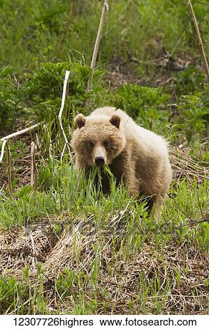 Stock Photograph - A young Brown bear hanging around near Tern Lake on the Kenai Peninsula in Summer. Southcentral Alaska.. Fotosearch