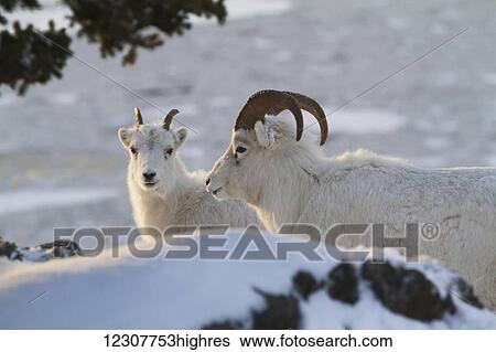 Stock Photograph - A young Dall sheep ram stands with an ewe during the autumn rut in the Chugach Mountain foothills. Late autumn Southcentral Alaska. Turnagain Arm.. Fotosearch