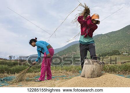 Stock Photograph - A young man and woman working in a field with a cut crop; Teoprongchu, Thimphu, Bhutan. Fotosearch