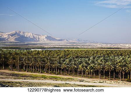 Abundance of palm trees growing in a field; Israel View Large Photo Image Stock Photograph - Abundance of palm trees growing in a field; Israel. Fotosearch