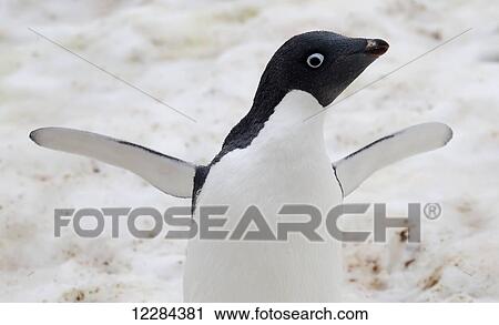 Stock Image - Adelie penguin (Pygoscelis adeliae) on Pleneau Island, Antarctic Peninsula; Antarctica. Fotosearch