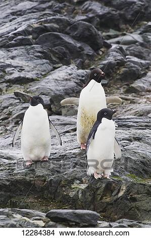 Adelie penguins (Pygoscelis adeliae) on Pleneau Island, Antarctic Peninsula; Antarctica View Large Photo Image Picture - Adelie penguins (Pygoscelis adeliae) on Pleneau Island, Antarctic Peninsula; Antarctica. Fotosearch