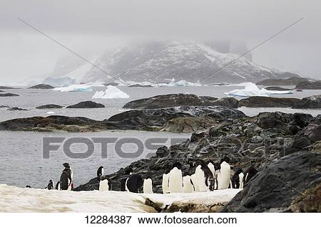 Stock Photo - Adelie penguins (Pygoscelis adeliae) on Pleneau Island, Antarctic Peninsula; Antarctica. Fotosearch