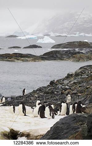 Stock Photograph - Adelie penguins (Pygoscelis adeliae) on Pleneau Island, Antarctic Peninsula; Antarctica. Fotosearch