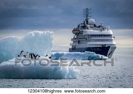 Adelie penguins (Pygoscelis adeliae) on iceberg with liner behind; Antarctica View Large Photo Image Stock Photograph - Adelie penguins (Pygoscelis adeliae) on iceberg with liner behind; Antarctica. Fotosearch