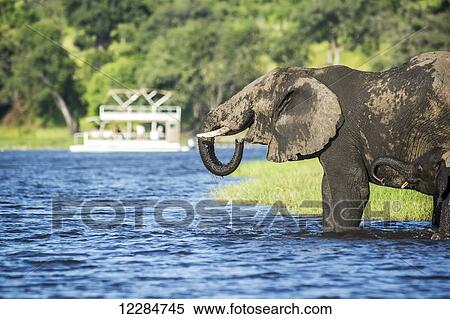 African Elephant (Loxodonta), Chobe National Park; Kasane, Botswana View Large Photo Image Stock Photography - African Elephant (Loxodonta), Chobe National Park; Kasane, Botswana. Fotosearch
