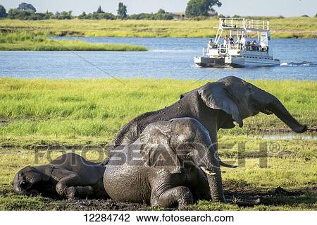 African Elephants (Loxodonta), Chobe National Park; Kasane, Botswana View Large Photo Image Stock Image - African Elephants (Loxodonta), Chobe National Park; Kasane, Botswana. Fotosearch