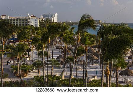 Afternoon light on the coconut palms of Palm Beach; Aruba View Large Photo Image Stock Photo - Afternoon light on the coconut palms of Palm Beach; Aruba. Fotosearch
