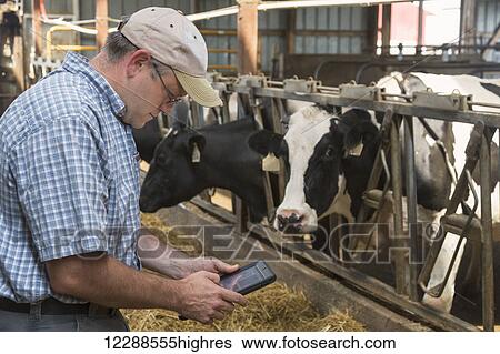 Ag Nutritionist checks silage and feeds for Holstein dairy herd at feeding time in barn; Grantsburg, Wisconsin, United States of America View Large Photo Image Stock Photograph - Ag Nutritionist checks silage and feeds for Holstein dairy herd at feeding time in barn; Grantsburg, Wisconsin, United States of America. Fotosearch