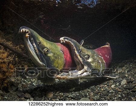 Aggressive behavior of male Sockeye Salmon (Oncorhynchus nerka) competing for the same female, underwater view in an Alaskan stream during autumn. View Large Photo Image Stock Photograph - Aggressive behavior of male Sockeye Salmon (Oncorhynchus nerka) competing for the same female, underwater view in an Alaskan stream during autumn.. Fotosearch