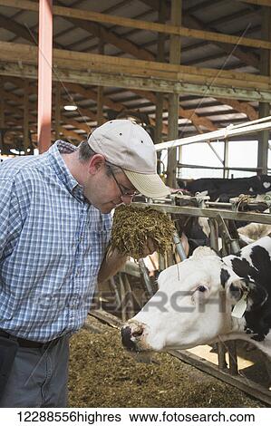Stock Photograph - Agricultural nutritionist with Holsteins checks corn silage; Grantsburg, Wisconsin, United States of America. Fotosearch