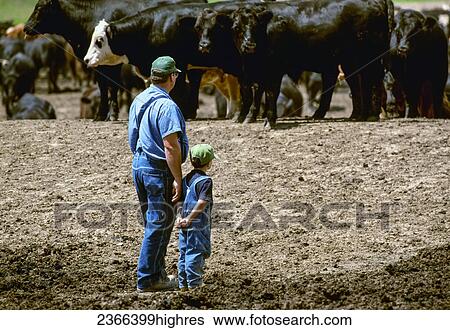 Stock Photograph - Agriculture - A beef producer and his young son stand in a feedlot looking over their herd of beef cattle / Iowa, USA.. Fotosearch