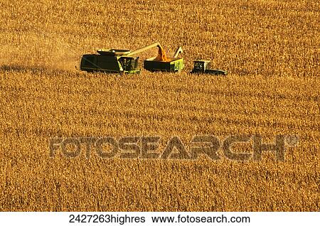 Agriculture - A combine harvests grain corn and unloads the corn into a grain wagon View Large Photo Image Stock Photograph - Agriculture - A combine harvests grain corn and unloads the corn into a grain wagon. Fotosearch