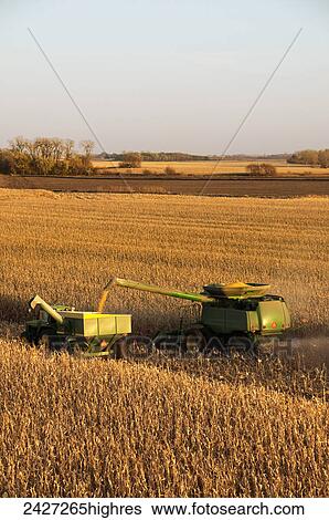 Stock Photograph - Agriculture - A combine harvests grain corn and unloads the corn into a grain wagon. Fotosearch
