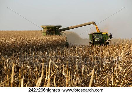 Stock Photograph - Agriculture - A combine harvests grain corn and unloads the corn into a grain wagon. Fotosearch