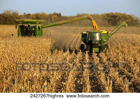 Stock Photograph - Agriculture - A combine harvests grain corn and unloads the corn into a grain wagon. Fotosearch