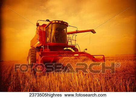 Stock Photograph - Agriculture - A combine harvests swathed canola in late afternoon light with swathed canola in the foreground / Manitoba, Canada.. Fotosearch