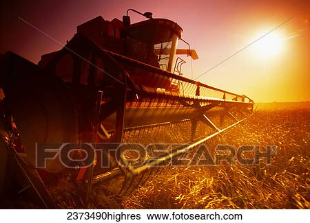 Stock Photograph - Agriculture - A combine harvests wheat in late afternoon sunlight with a low angle view of the combine header/ Manitoba, Canada.. Fotosearch