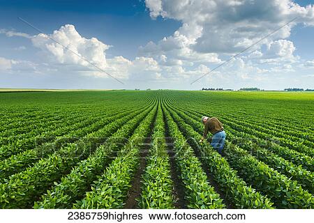 Stock Photograph - Agriculture - A farmer inspects his mid-season soybean crop in early summer / Iowa, USA.. Fotosearch